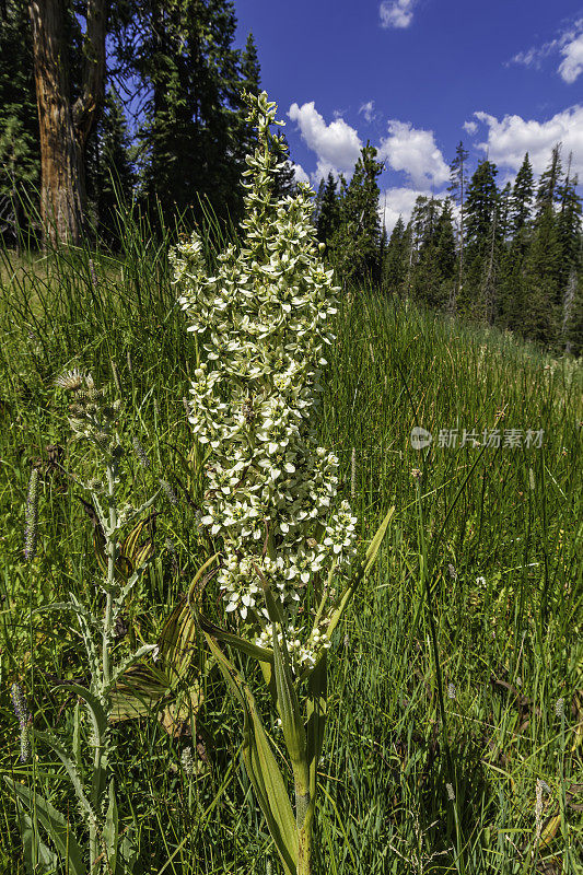 玉米百合、加州Veratrum California、Bumpass Hell Trail、拉森火山国家公园(Lassen volcano National Park);喀斯喀特山脉。Melanthiaceae